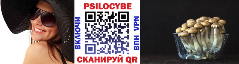 Псилоцибиновые грибы Cubensis  Купить где  Бакал 